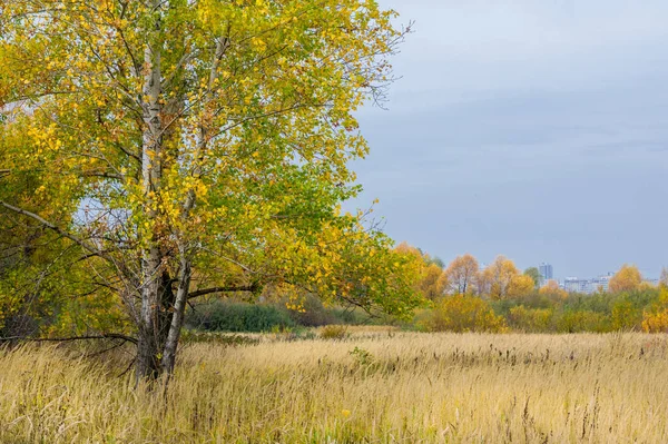 doğal manzara. Sonbahar manzara. Geç sonbaharda büyük bir şehir, bir banliyösünde. Altın ağaçlar, Kuru ot. bulutlu hava. Bulut gökyüzü kapakları, güneşin parlamadığı değil, Rüzgar uluyor alanında,
