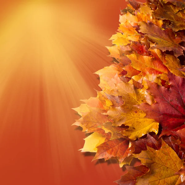 Doku, arka plan, desen. Sonbahar sonbahar akçaağaç yaprakları. Mevsimlik bir ağacının yaprakları