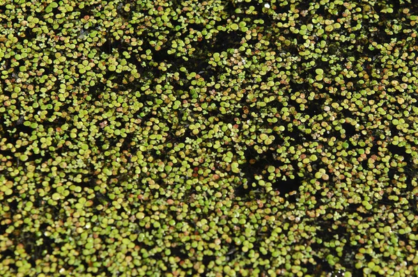 Una Foto Pantano Tina Hierba Pato Una Diminuta Planta Floración — Foto de Stock