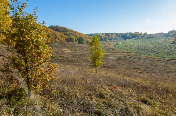 Sonbahar manzara, ağaç meşe akçaağaç sonbahar renkleri, eski çim boyanmıştı. Güzel renkli sonbahar yaprakları yeşil, sarı, turuncu, kırmızı topluluğu