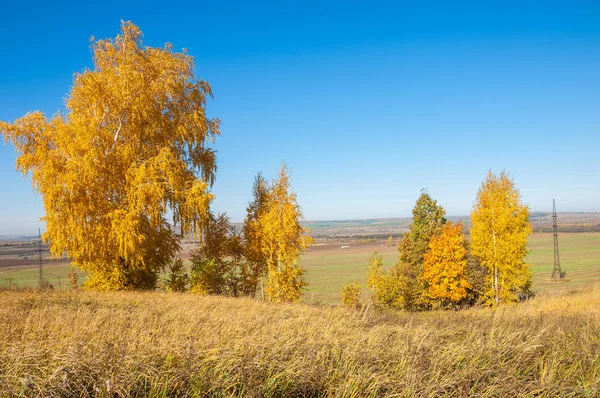 Sonbahar manzara, ağaç meşe akçaağaç sonbahar renkleri, eski çim boyanmıştı. Güzel renkli sonbahar yaprakları yeşil, sarı, turuncu, kırmızı topluluğu