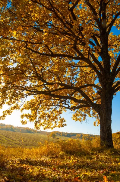 Sonbahar manzara, ağaç meşe akçaağaç sonbahar renkleri, eski çim boyanmıştı. Güzel renkli sonbahar yaprakları yeşil, sarı, turuncu, kırmızı topluluğu