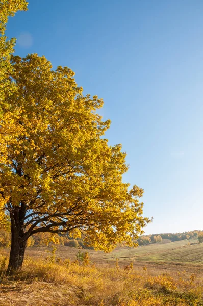 Sonbahar manzara, ağaç meşe akçaağaç sonbahar renkleri, eski çim boyanmıştı. Güzel renkli sonbahar yaprakları yeşil, sarı, turuncu, kırmızı topluluğu