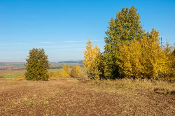 Höstlandskap Fält Plöjning Bakgrunden Höst Träd Färgglada Träd Gul Gyllene — Stockfoto