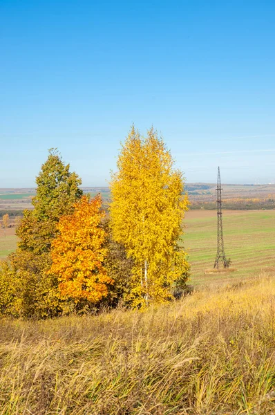 Sonbahar manzara, ağaç meşe akçaağaç sonbahar renkleri, eski çim boyanmıştı. Güzel renkli sonbahar yaprakları yeşil, sarı, turuncu, kırmızı topluluğu