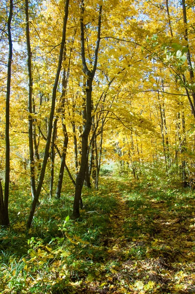 Φθινοπωρινό Τοπίο Δάσος Φθινόπωρο — Φωτογραφία Αρχείου