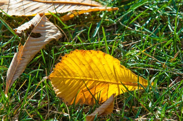 Parkta, ilk kar, kar yaprakları sonbaharda. Kuzey Afrika Sonbahar, kırmızı sarı yapraklar