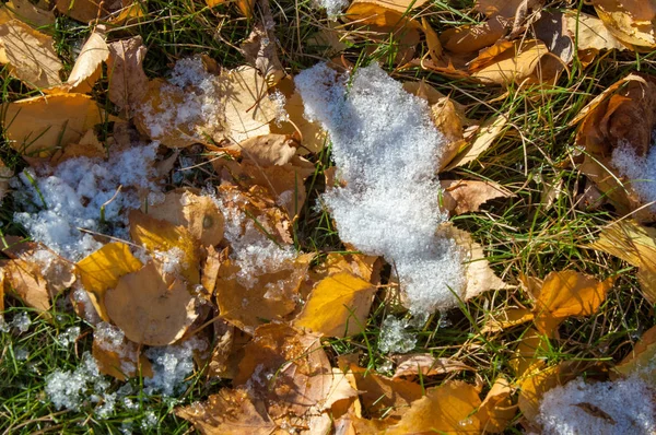 Parkta, ilk kar, kar yaprakları sonbaharda. Kuzey Afrika Sonbahar, kırmızı sarı yapraklar
