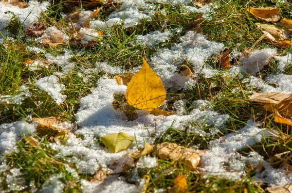 Parkta, ilk kar, kar yaprakları sonbaharda. Kuzey Afrika Sonbahar, kırmızı sarı yapraklar