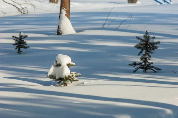 Paisaje Invernal Jóvenes Árboles Navidad Cubiertos Nieve Día Soleado Helado —  Fotos de Stock