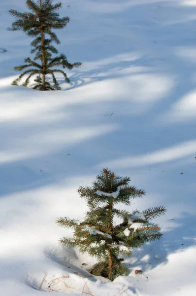 Paesaggio Invernale Giovani Alberi Natale Coperti Neve Giornata Soleggiata Gelida — Foto Stock