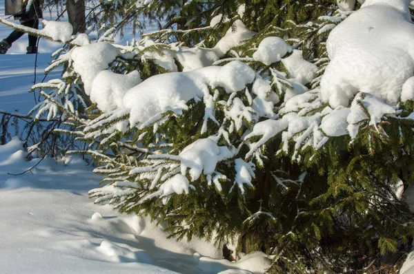 Paesaggio Invernale Sui Rami Abete Rosso Sono Grandi Accumuli Neve — Foto Stock