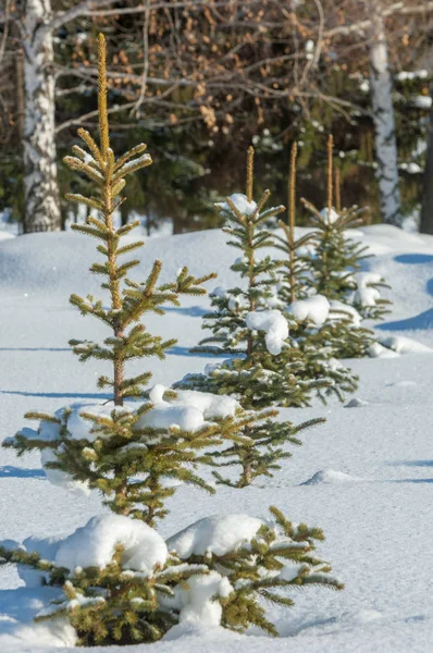 Winterlandschaft Junge Weihnachtsbäume Mit Schnee Bedeckt Sonniger Frostiger Tag Weihnachtskarte — Stockfoto
