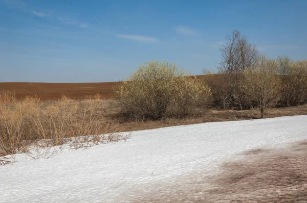 Wiosenny Krajobraz Ostatni Śnieg Polu Wiosną Pagórkowaty Teren Drzewa Bez — Zdjęcie stockowe
