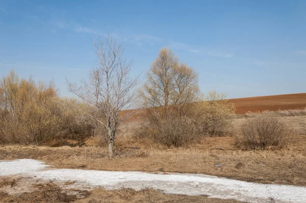 Bahar manzara. bahar alanında son kar. engebeli arazi. ağaçların yaprakları olmadan. ilk sıcak günleridir