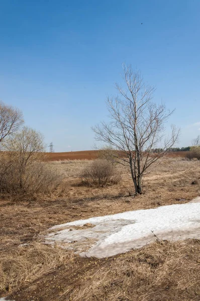 Bahar manzara. bahar alanında son kar. engebeli arazi. ağaçların yaprakları olmadan. ilk sıcak günleridir