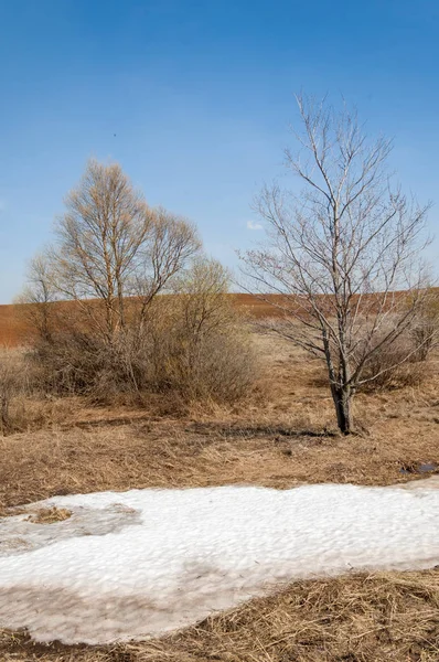 Paisagem Primavera Última Neve Campo Primavera Terreno Acidentado Árvores Sem — Fotografia de Stock