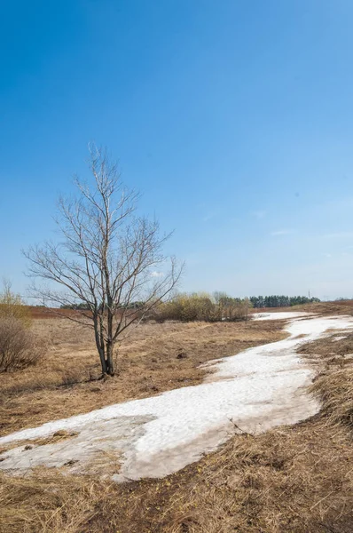 Bahar manzara. bahar alanında son kar. engebeli arazi. ağaçların yaprakları olmadan. ilk sıcak günleridir