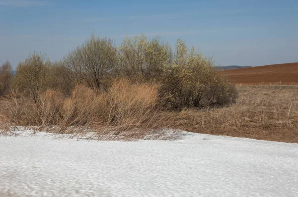 Våren Landskap Sista Snön Fältet Våren Kuperad Terräng Träd Utan — Stockfoto