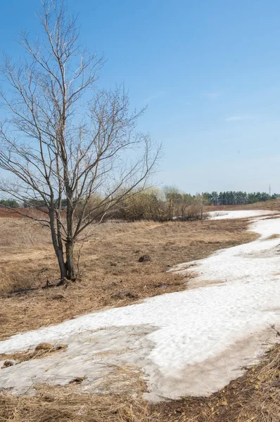 Bahar manzara. bahar alanında son kar. engebeli arazi. ağaçların yaprakları olmadan. ilk sıcak günleridir