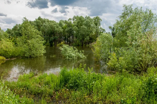 Sel. Doğal afet - sahilden kaynaklı su ile kara sel. Çalılar, ağaçlar su vardır. Sigorta yardımları alınmasından