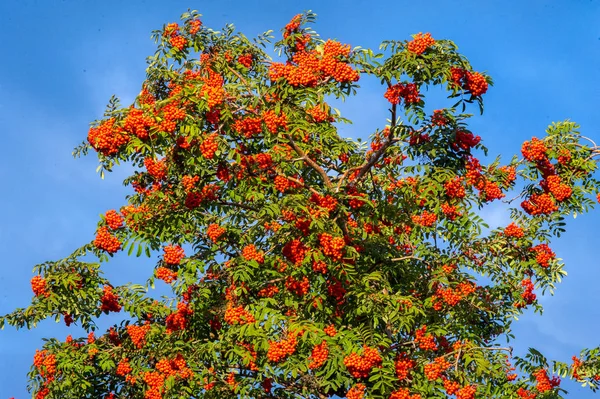 Eberesche Ein Baum Mit Früchten Form Eines Bündels Orange Roter — Stockfoto