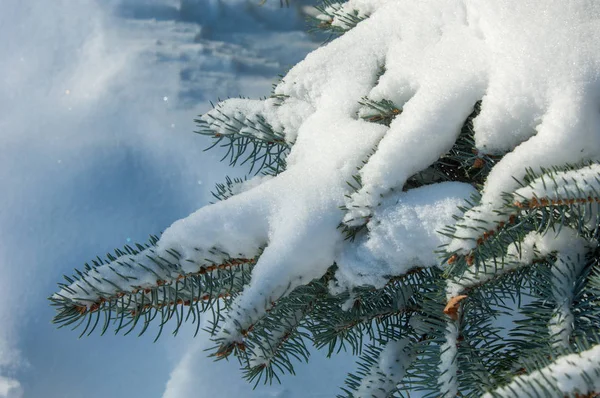 Paesaggio Invernale Ramo Abete Blu Neve Giace Sui Rami Giornata — Foto Stock