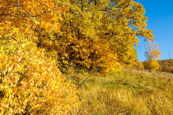 Осінній Пейзаж Березові Дубові Кленові Дерева Були Пофарбовані Осінні Кольори — стокове фото