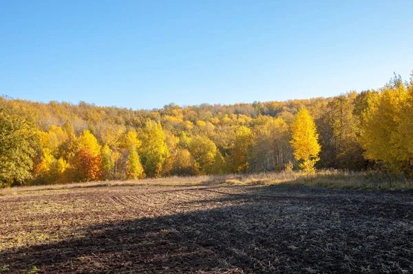 Sonbahar manzara. Alan bir sonbahar ağaç arka plan üzerinde sürme. renkli ağaçlar. kırmızı kahverengi renk sarı, altın. 