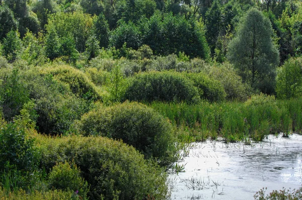Yaz manzara. Bataklık, marsh, bataklık, quagmire, sazlık, durgun. Yüzölçümü düşük, ekilmemiş yer nerede su toplar; Bir bataklık ya da bataklık.