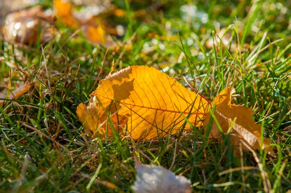 Parkta, ilk kar, kar yaprakları sonbaharda. Kuzey Afrika Sonbahar, kırmızı sarı yapraklar