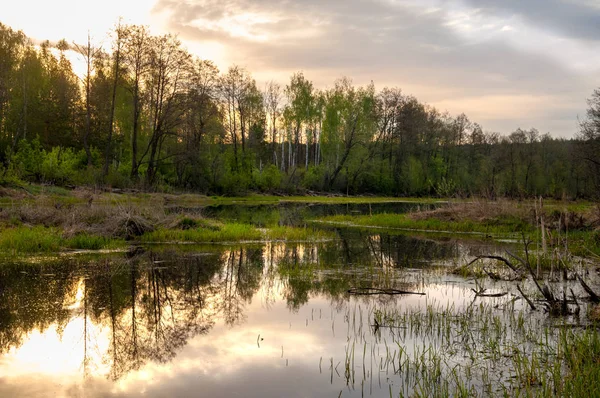 Bahar catering. Bir güzel bahar yatay bir bataklık, gündoğumu. Yeşil orman ve bulutlu gökyüzü bulutlu. Açık havada doğal çevre kavramı.