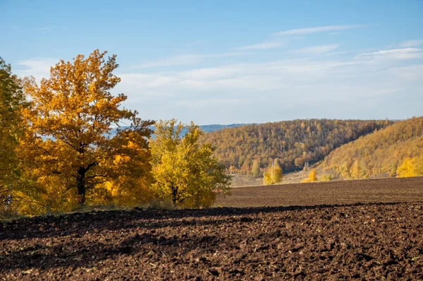 Sonbahar manzara. Alan bir sonbahar ağaç arka plan üzerinde sürme. renkli ağaçlar. kırmızı kahverengi renk sarı, altın. 