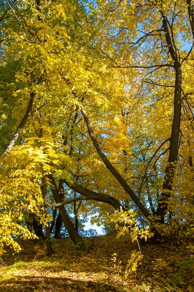 Sonbahar manzara, ağaç meşe akçaağaç sonbahar renkleri, eski çim boyanmıştı. Güzel renkli sonbahar yaprakları yeşil, sarı, turuncu, kırmızı topluluğu