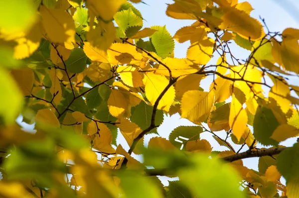 Sonbahar yaprakları genellikle birçok yaprak döken ağaçlar ve çalılar ile sonbahar sezonu birkaç haftadır çeşitli kırmızı sarı mor turuncu tonları aldıkları yeşil yaprakları rengidir