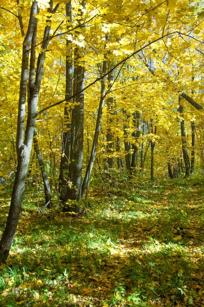 Paisaje Otoño Bosque Otoño —  Fotos de Stock