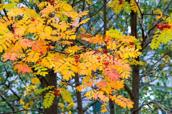 Herbstlandschaft Linde Gelb Grüne Blätter — Stockfoto