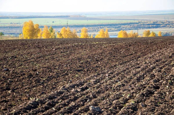 Sonbahar manzara. Alan bir sonbahar ağaç arka plan üzerinde sürme. renkli ağaçlar. kırmızı kahverengi renk sarı, altın. 