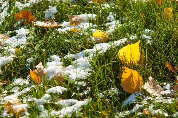 Parkta, ilk kar, kar yaprakları sonbaharda. Kuzey Afrika Sonbahar, kırmızı sarı yapraklar