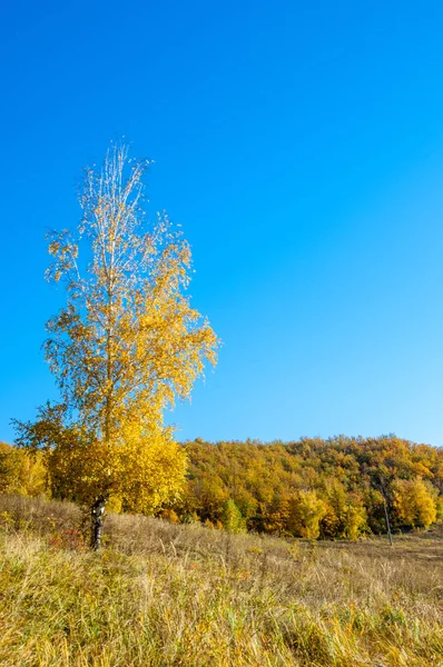 Sonbahar manzara, ağaç meşe akçaağaç sonbahar renkleri, eski çim boyanmıştı. Güzel renkli sonbahar yaprakları yeşil, sarı, turuncu, kırmızı topluluğu