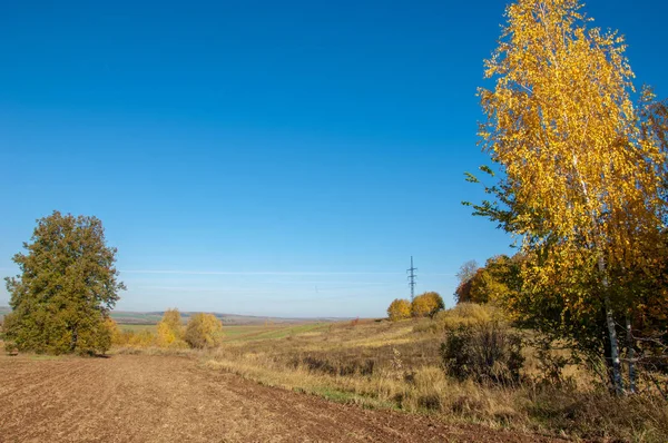 Sonbahar manzara. Alan bir sonbahar ağaç arka plan üzerinde sürme. renkli ağaçlar. kırmızı kahverengi renk sarı, altın. 