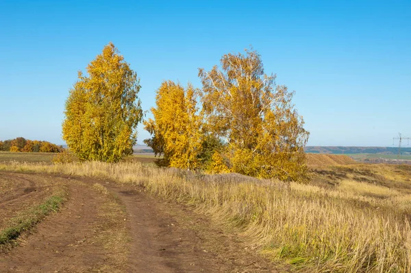 Sonbahar sahneleri. Sonbahar karışık ormanlarında pitoresk toprak yol. Tepe arazisi solmuş çimlerle kaplıydı. Yol tarladan hasat toplayan makinelerle sarılmış.