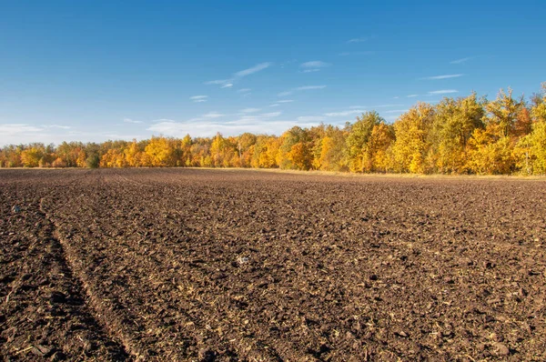 Sonbahar manzara. Alan bir sonbahar ağaç arka plan üzerinde sürme. renkli ağaçlar. kırmızı kahverengi renk sarı, altın. 