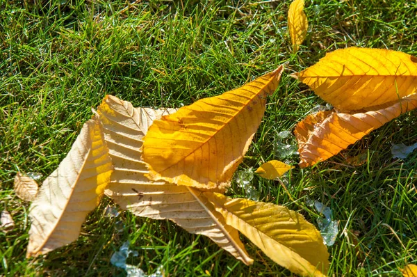 Automne Dans Parc Première Neige Les Feuilles Dans Neige Feuilles — Photo