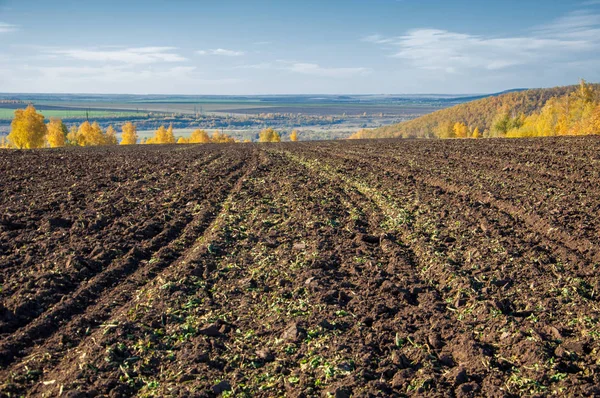 Sonbahar manzara. Alan bir sonbahar ağaç arka plan üzerinde sürme. renkli ağaçlar. kırmızı kahverengi renk sarı, altın. 