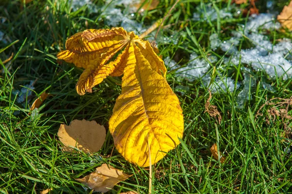 Parkta, ilk kar, kar yaprakları sonbaharda. Kuzey Afrika Sonbahar, kırmızı sarı yapraklar
