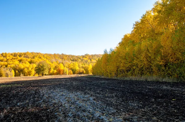 Sonbahar manzara. Alan bir sonbahar ağaç arka plan üzerinde sürme. renkli ağaçlar. kırmızı kahverengi renk sarı, altın. 
