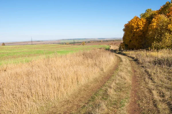 Höstlandskap Björkar Lönn Träd Målades Höstfärger Gamla Gräs Samling Vackra — Stockfoto