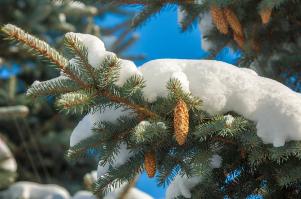 Winterlandschap Een Vertakking Van Beslissingsstructuur Blauwe Spar Ligt Sneeuw Takken — Stockfoto