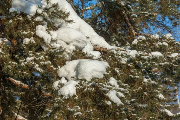 Kış manzarası. Ladin dallarda kar büyük birikimleri vardır. Gökten düşmek, kar taneleri ışık ve, havada dans, ağaçların dalları üzerinde yalan.